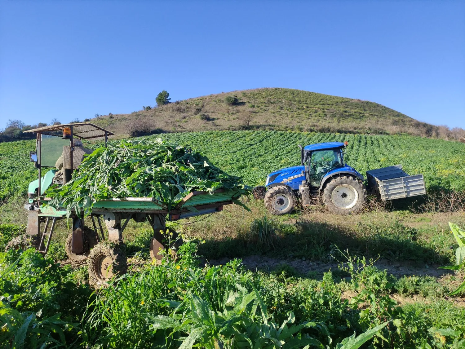 Raccolta dei carciofi a Pimentel con trattore