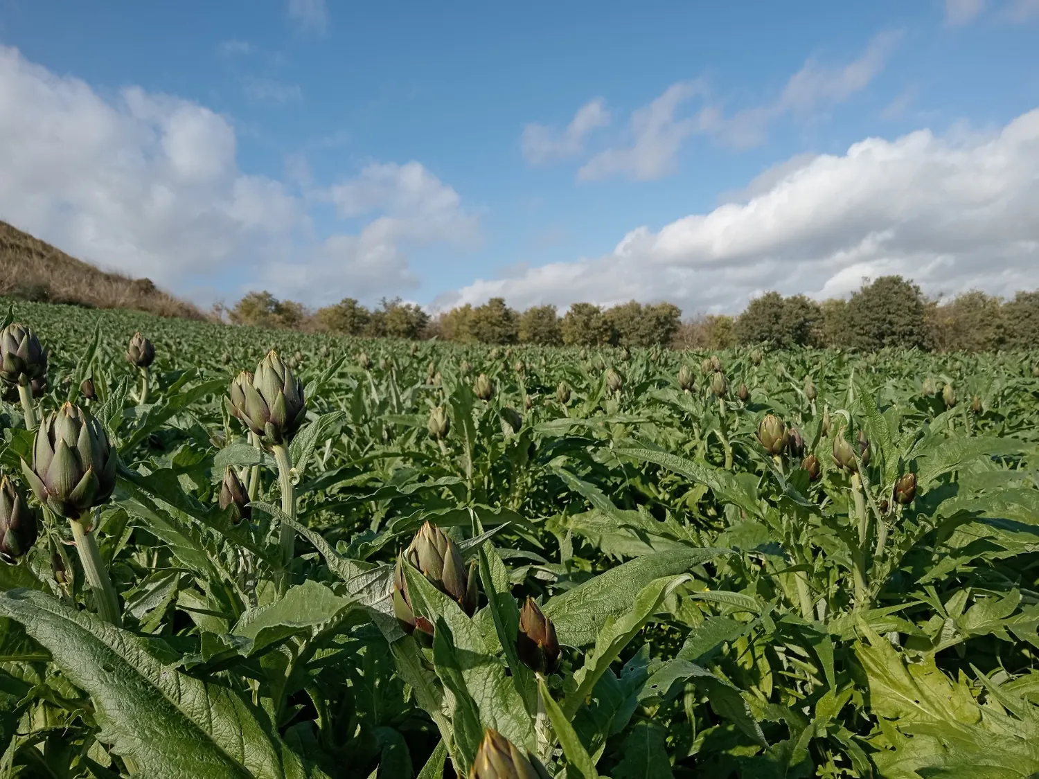 Carciofi Spinoso Sardo nel campo dell'Azienda Agricola Atzeni
